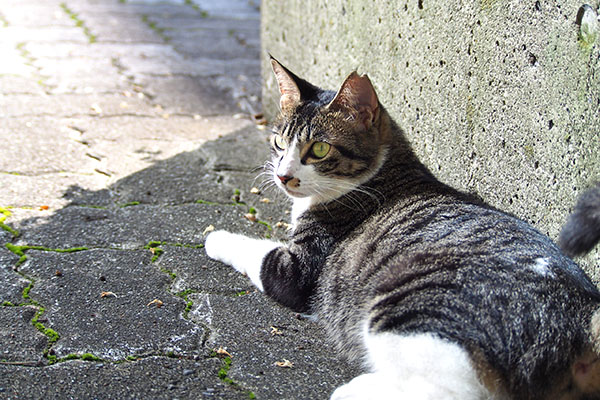 リンクス　ゆったりとポチを見る