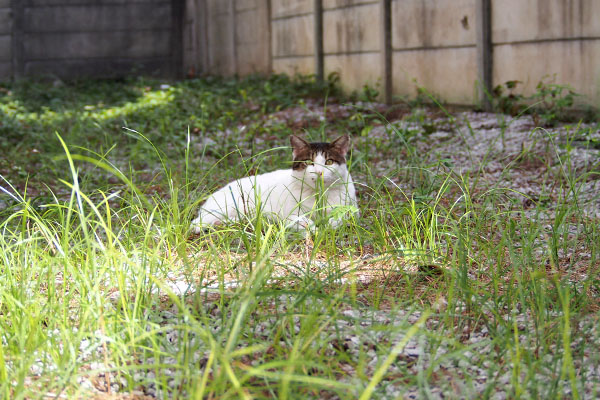 ルーフ　お餅みたいな