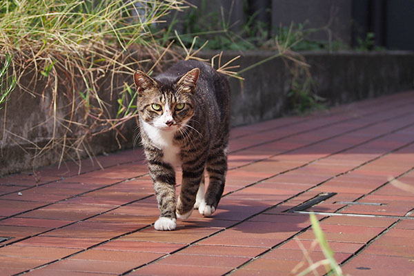 アシメ　歩いて来る