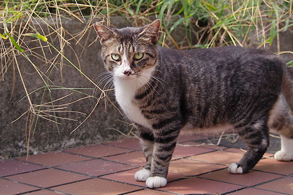 アシメ　停止してじっと見る