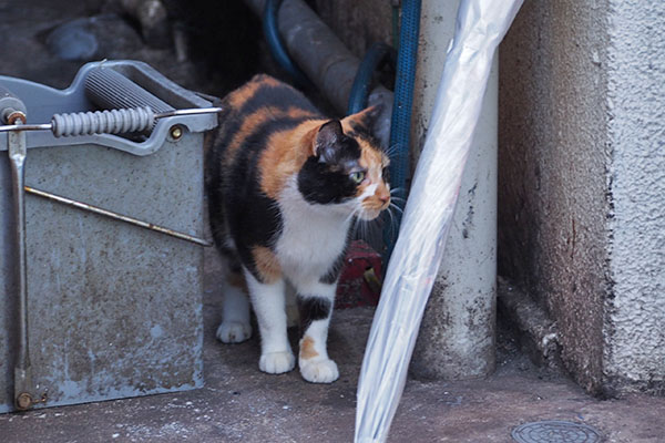 リコ　ヴェルデに気付く