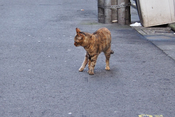 ヴェルデ　呑気に歩く