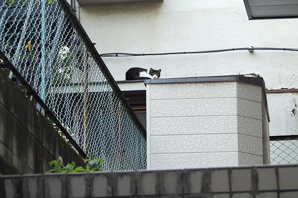 遠くに猫さん