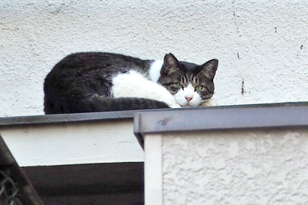 お顔がとてもかわいいオス猫さくら猫