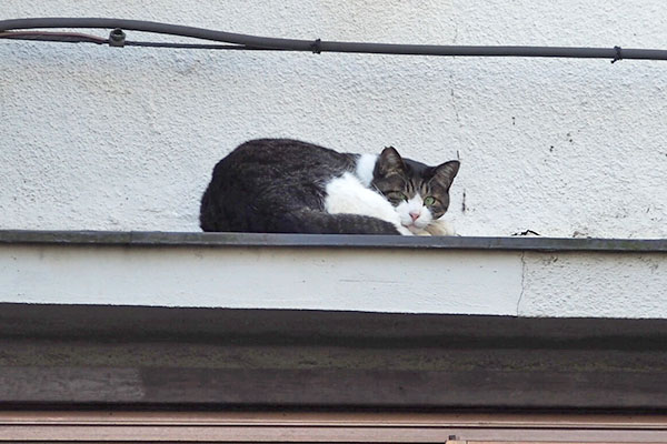 ちょい後ろから猫さん