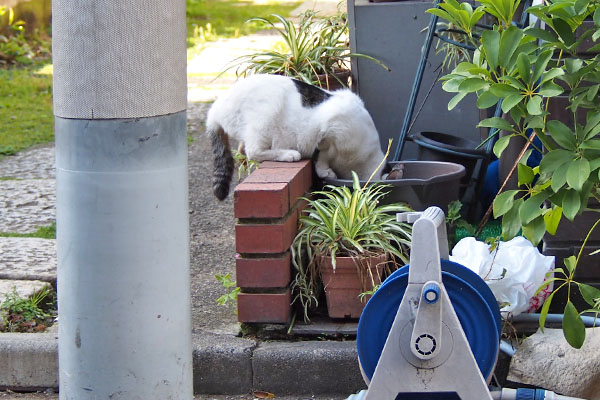 しろまる　水飲み中