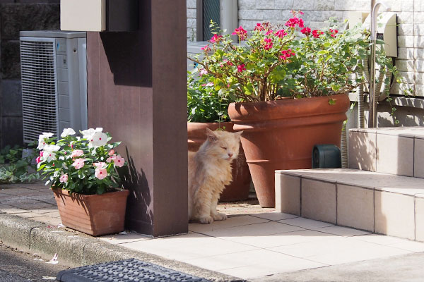 ナリコ　花に囲まれ