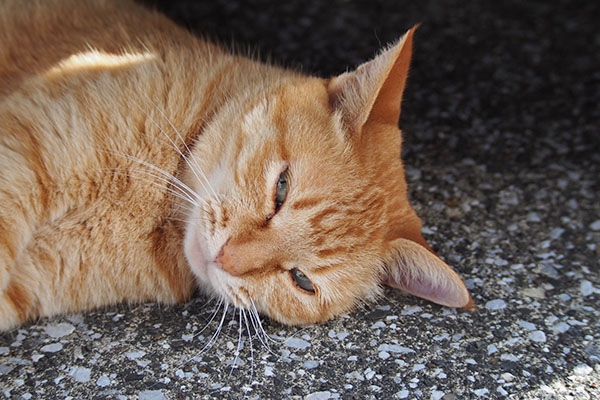 ソラちゃん　横になって細い目