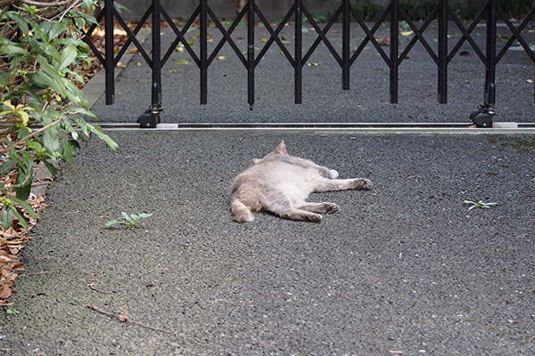 正面にグリらしき物体