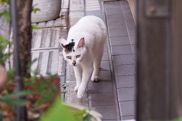 オーロラ　ずんずん来る