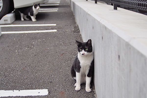 離れた　こまち