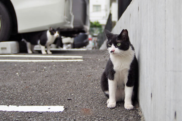 遠くを見てた　こまち