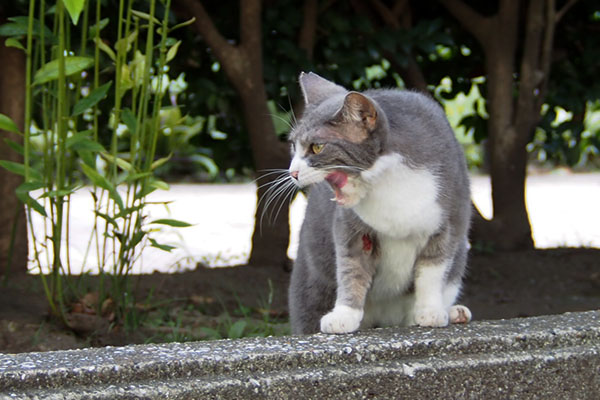 レックス　前足の付け根