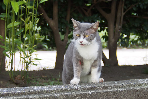 レックス　平気にゃ