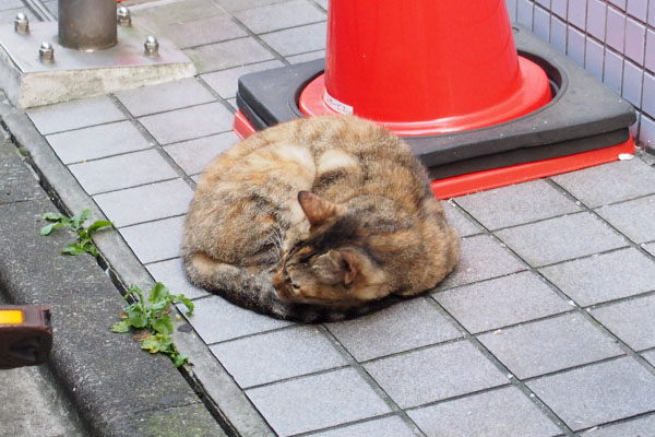 ヴェルデ　気づいたか