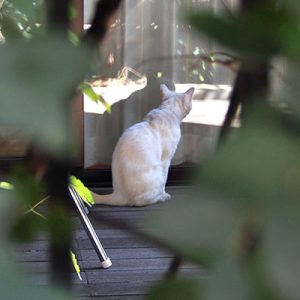 white cat back