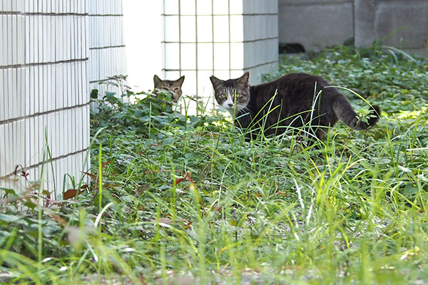 アシメ　こっちに気付く