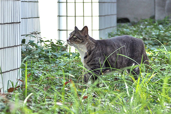 アシメ　ジャンプ前