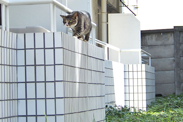 塀の上に乗ったアシメ