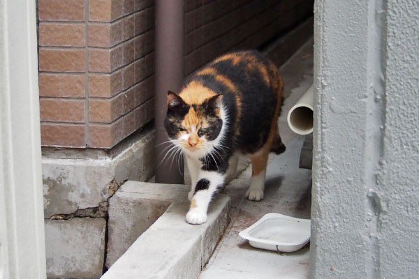 リコ　ビルの脇から出て来た