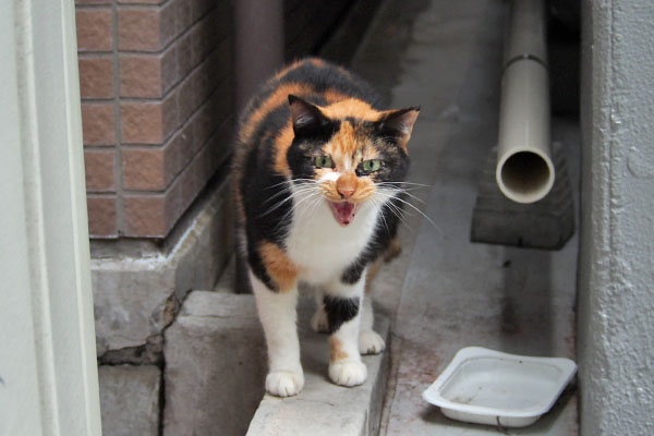 リコ　にょーー