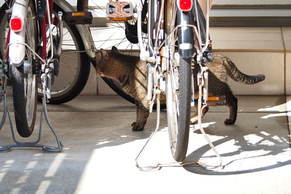 自転車をすり抜けるアビ