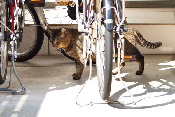 自転車をすり抜けるアビ２