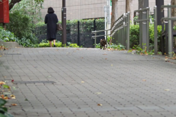 女性の右側にフォックス