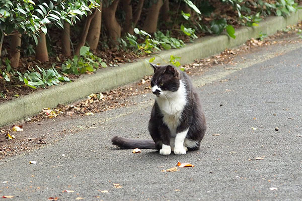 あっちへブッチ