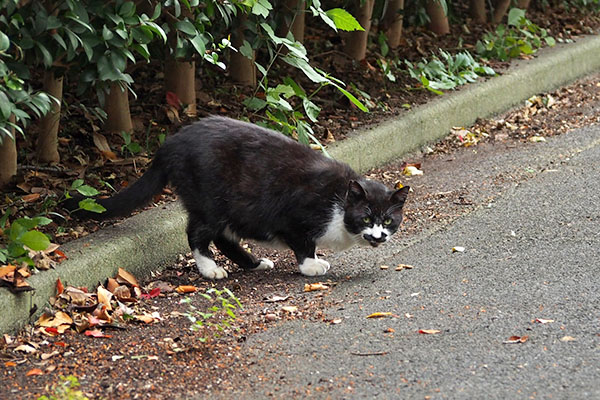 チラ見するブッチ