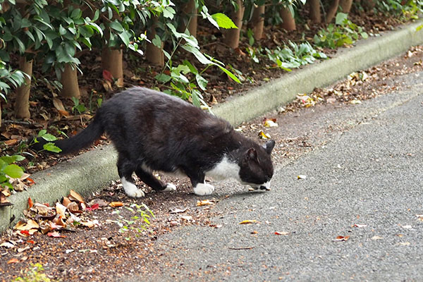 完食に向けブッチ