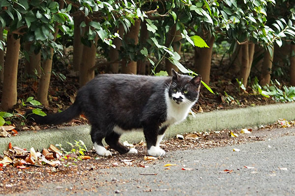 食べ終えたブッチ