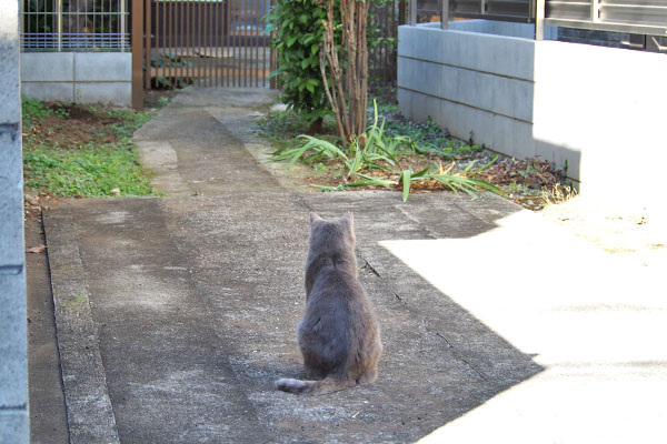 グリの背中　引き