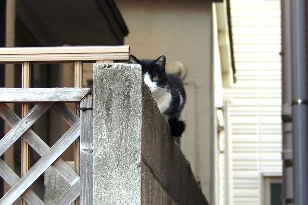 スズ　塀の上