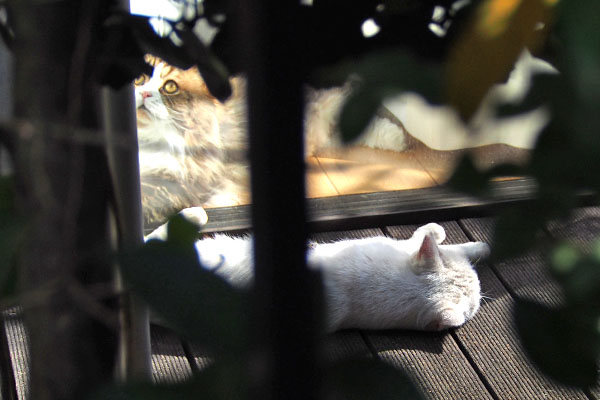 ガラスの向こう　ゴージャス猫さんのお顔