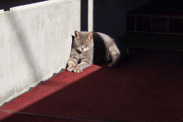 シピ　またね