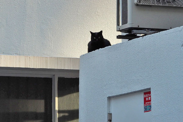 黒猫ちゃん　バットマンみたい