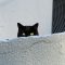 black cat staring at me