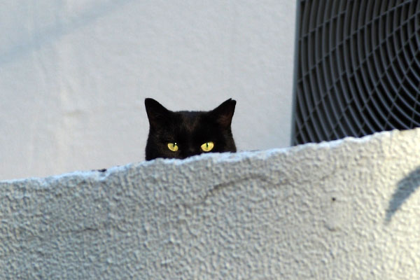 black cat staring at me