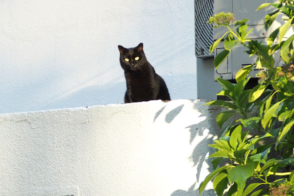 黒猫ちゃん　こっち見てます