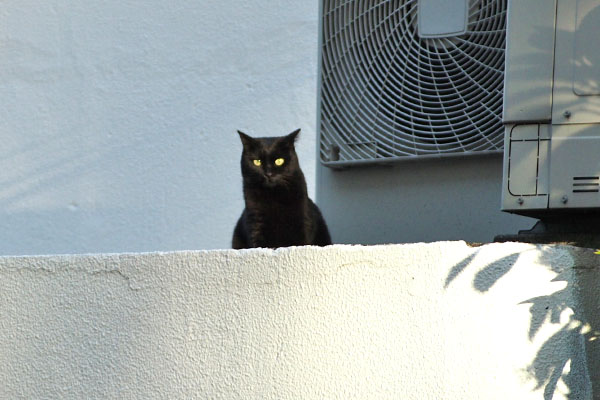 黒猫ちゃん　ずっと見てた