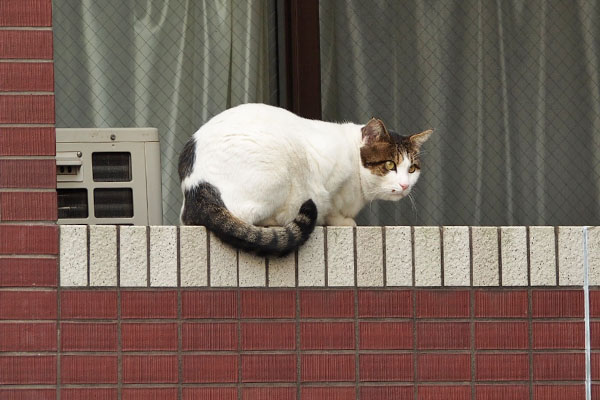 ルーフ　道路を見てる