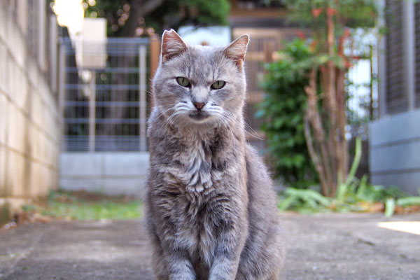 グリ　ここで待つにゃ