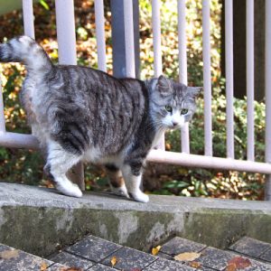 chrom on the side of steps