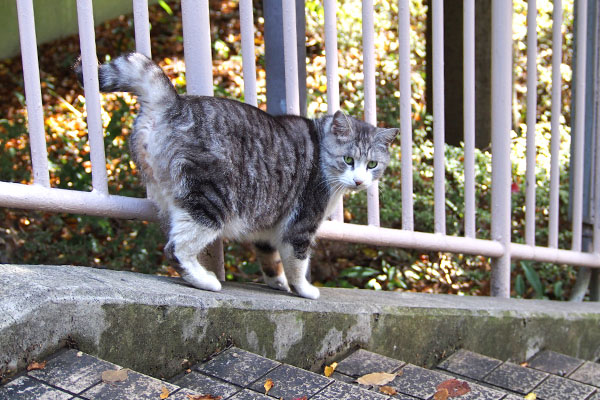 chrom on the side of steps