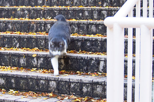 タンタル　追い掛けてきた