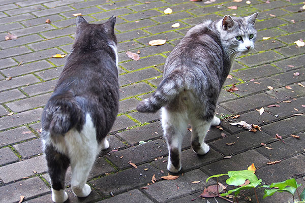 並ぶ兄弟　クロムとタンタル