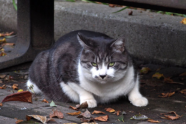 タンタル　ベンチ下でジト目