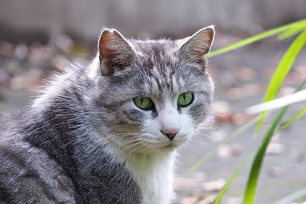 クロム　まだ居るにょか