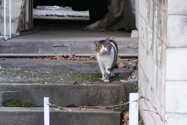 見ているレオ太